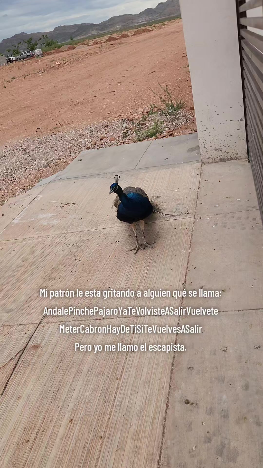 @El De La 450 Negra