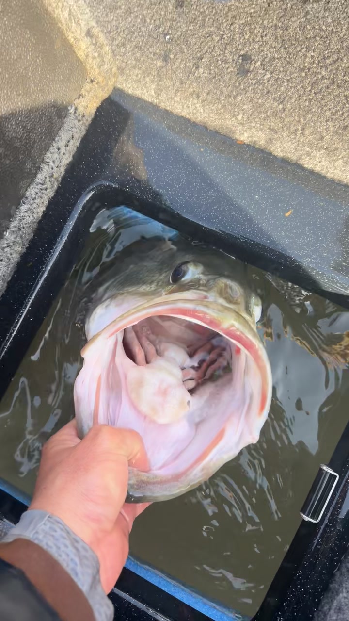 @braydenstokerfishing