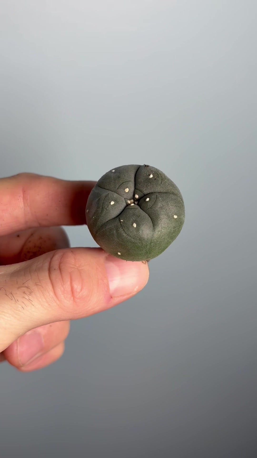 @Sacred Buttons
