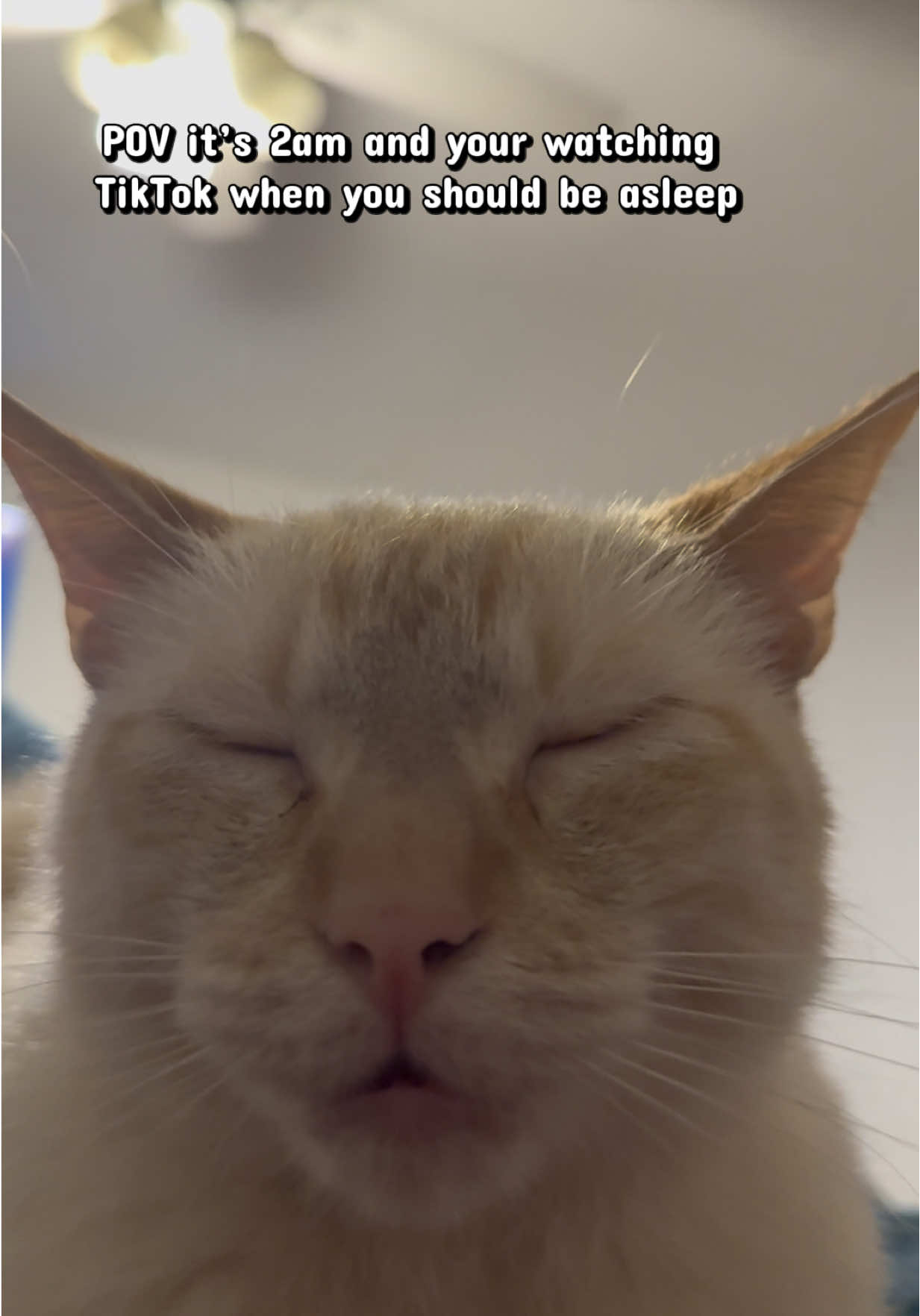 @whatthepurr