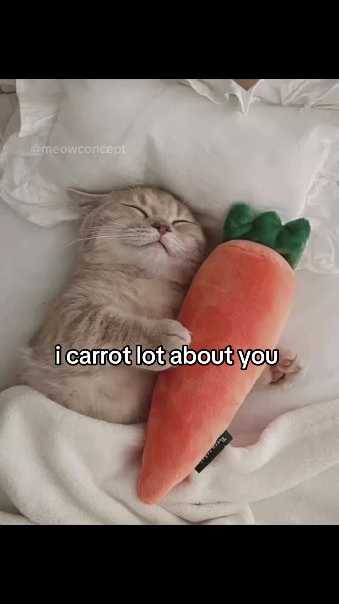 @meowconcept