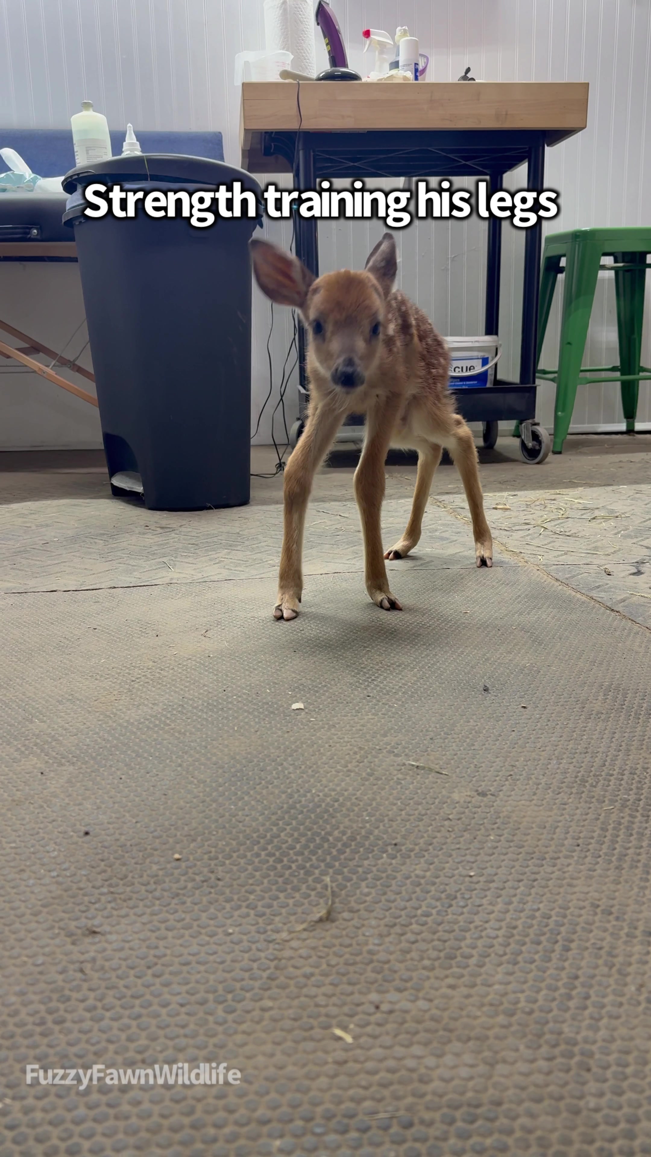 @Fuzzy Fawn Wildlife