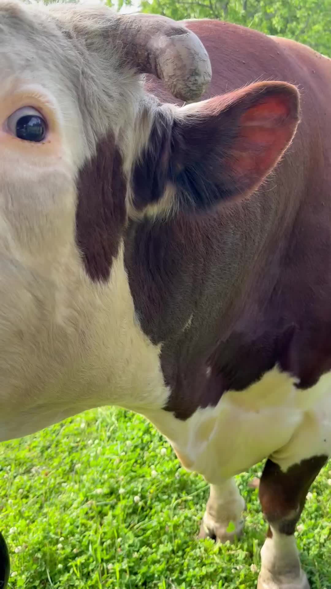 @Rufus The Bull