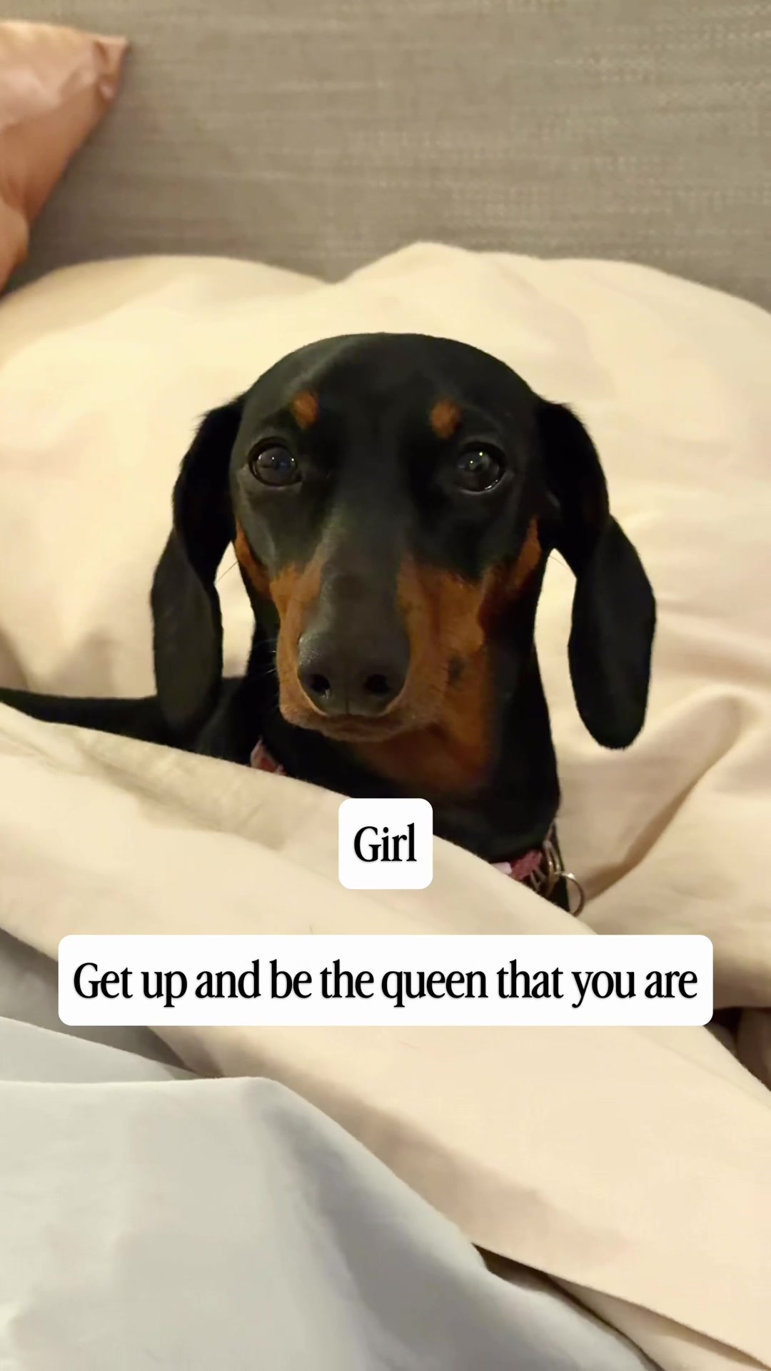 @Penny the Dachshund