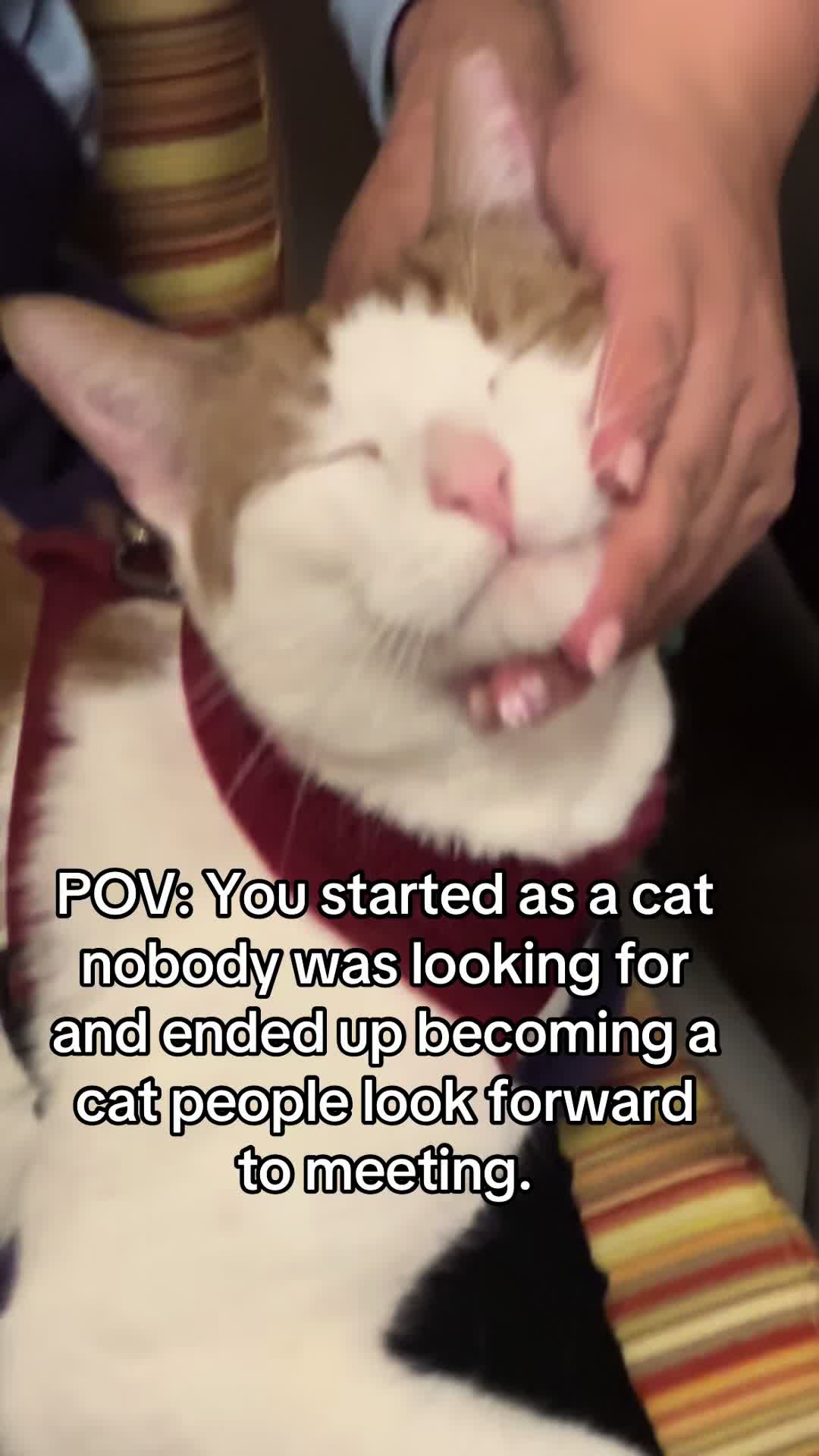 @Therapy Cat Roger & Family