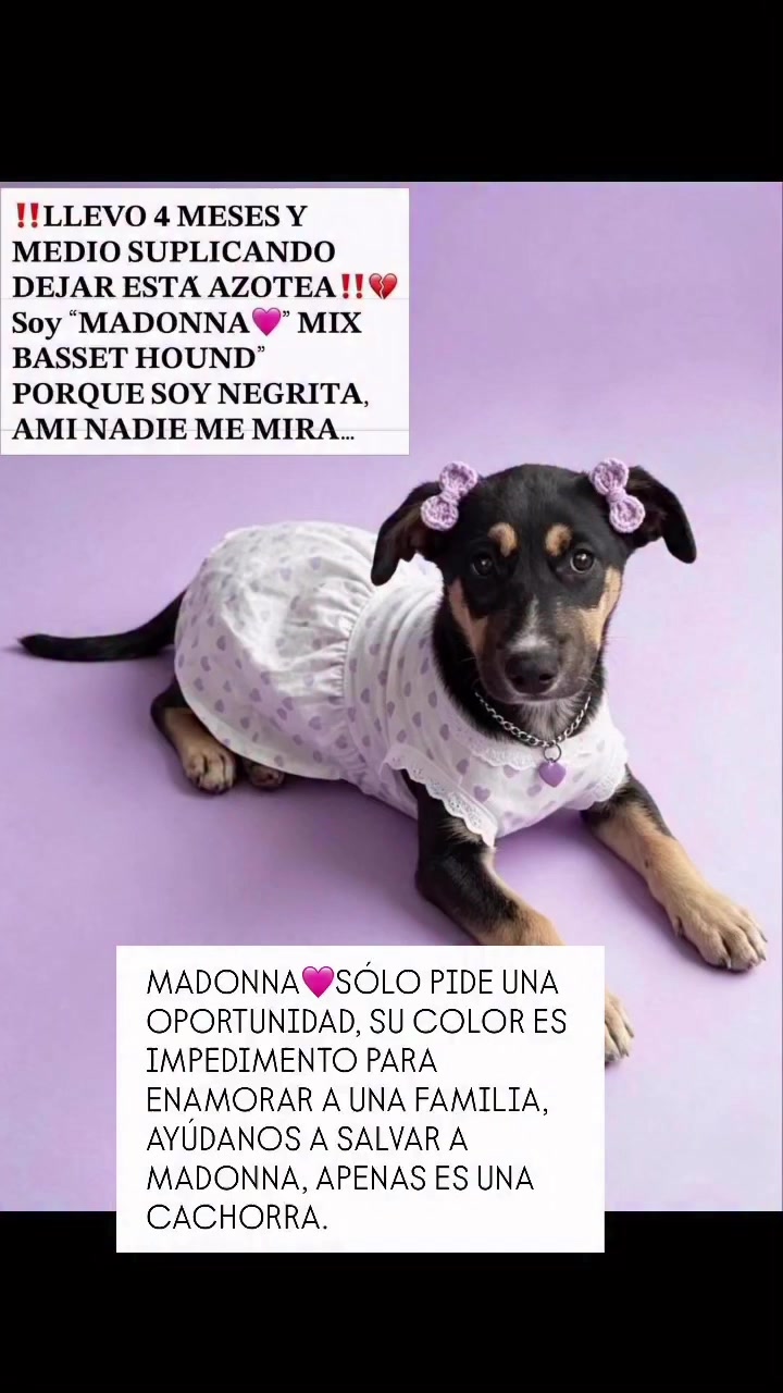 @AdoptaunAngel