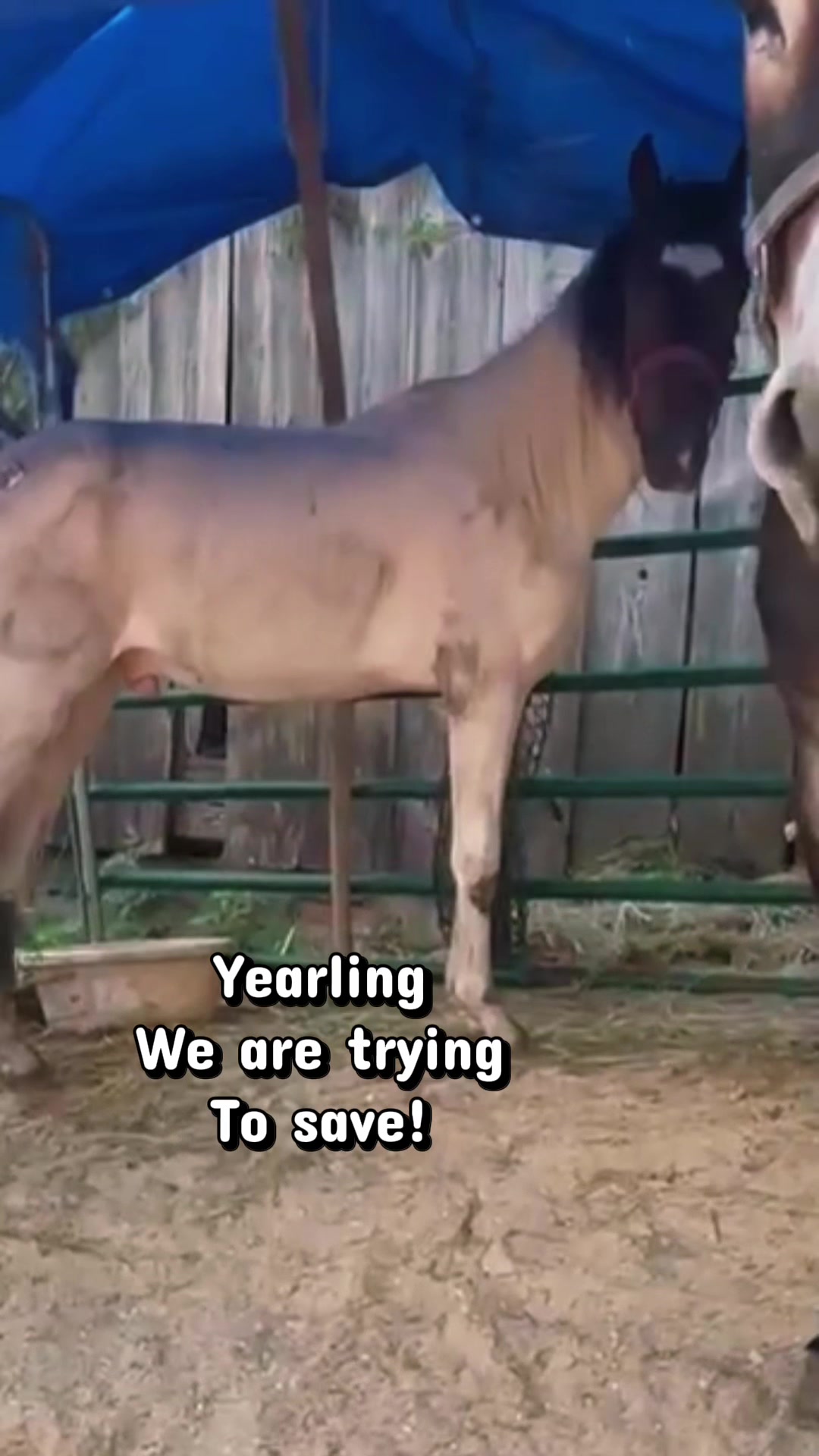 @Unshackled Hearts Ranch