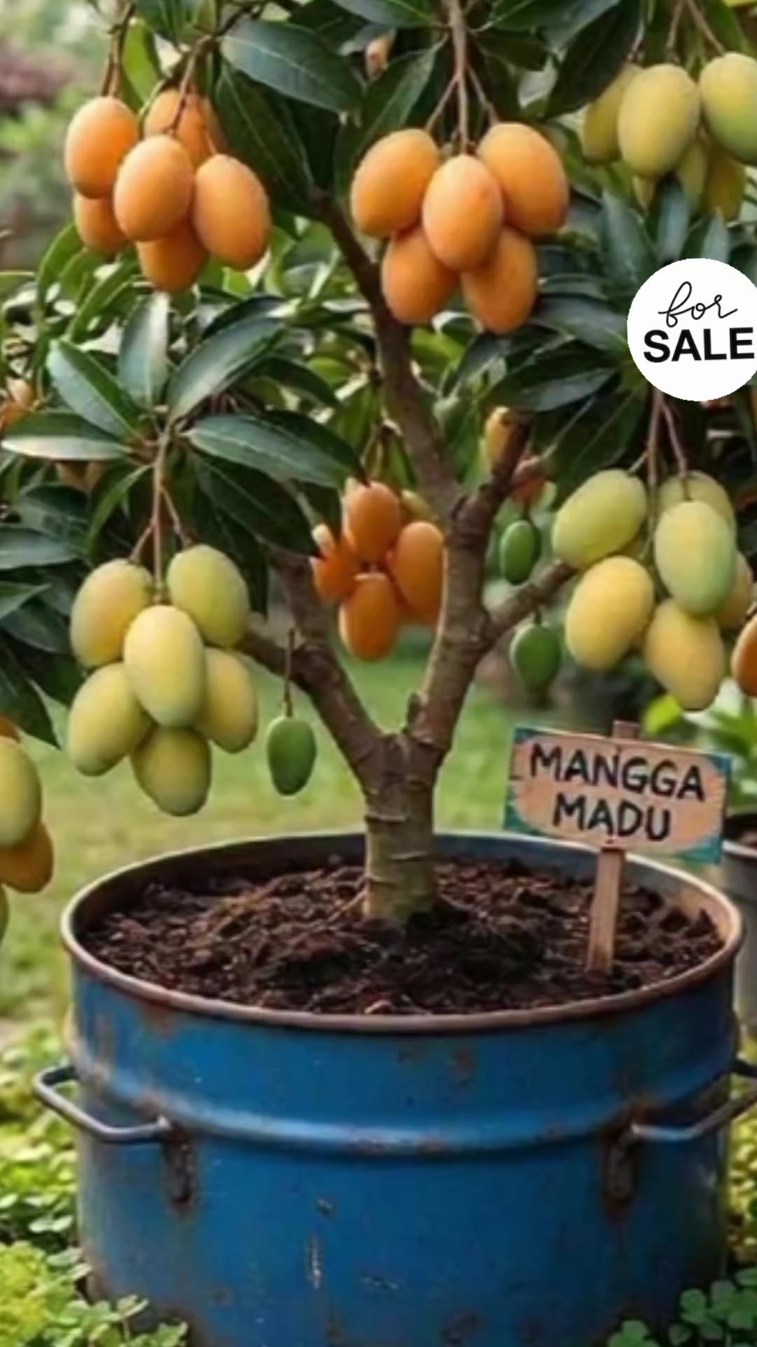 @NUNUNG INSANI