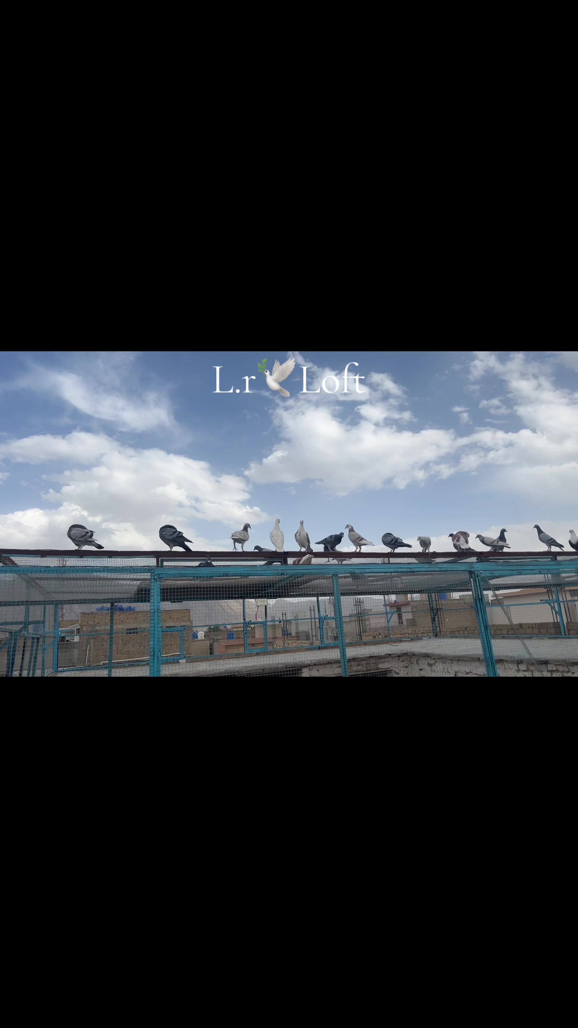 @🕊️L.R .Loft.Q.z.Meer&rsquo;s.Loft🦅