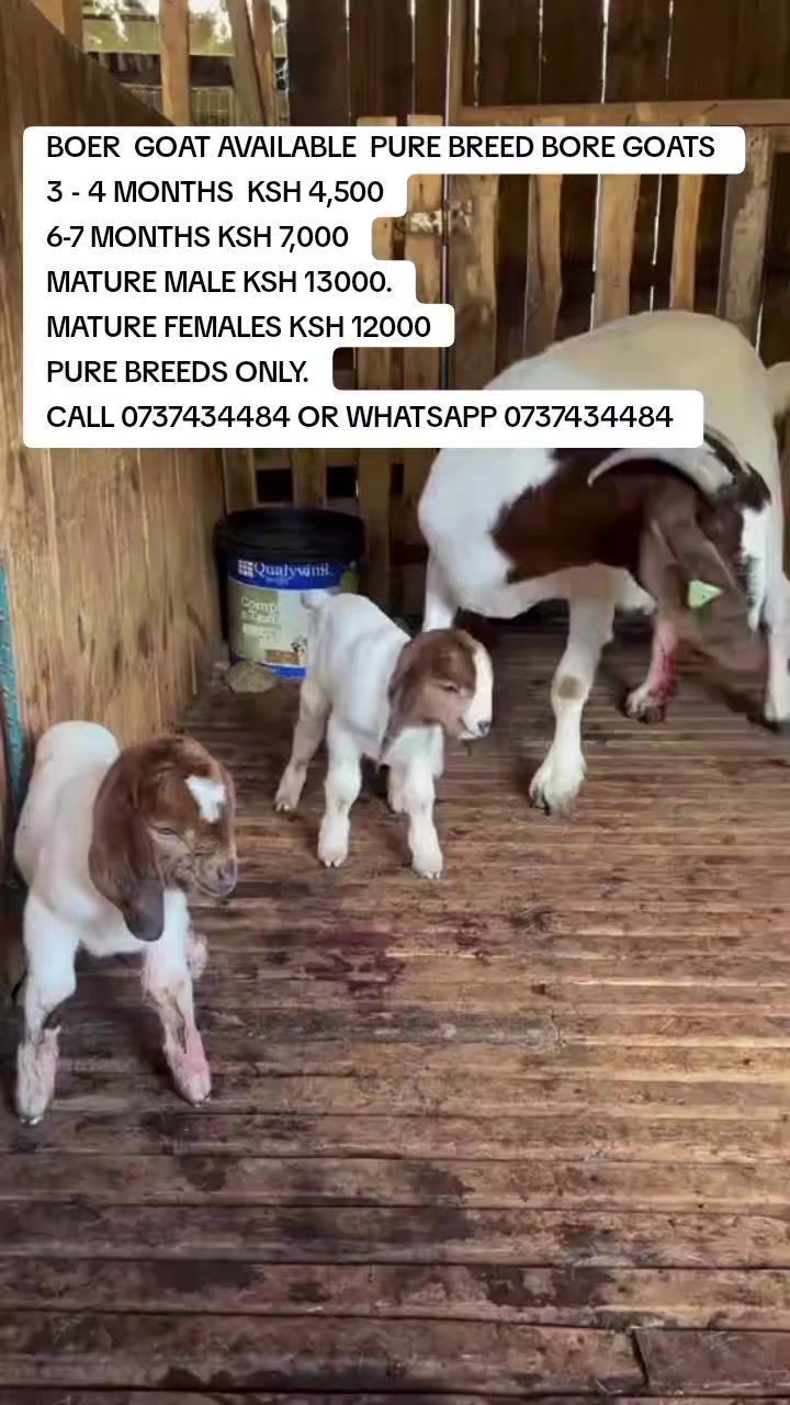 @KENYA FARM NAIVASH 0737434484