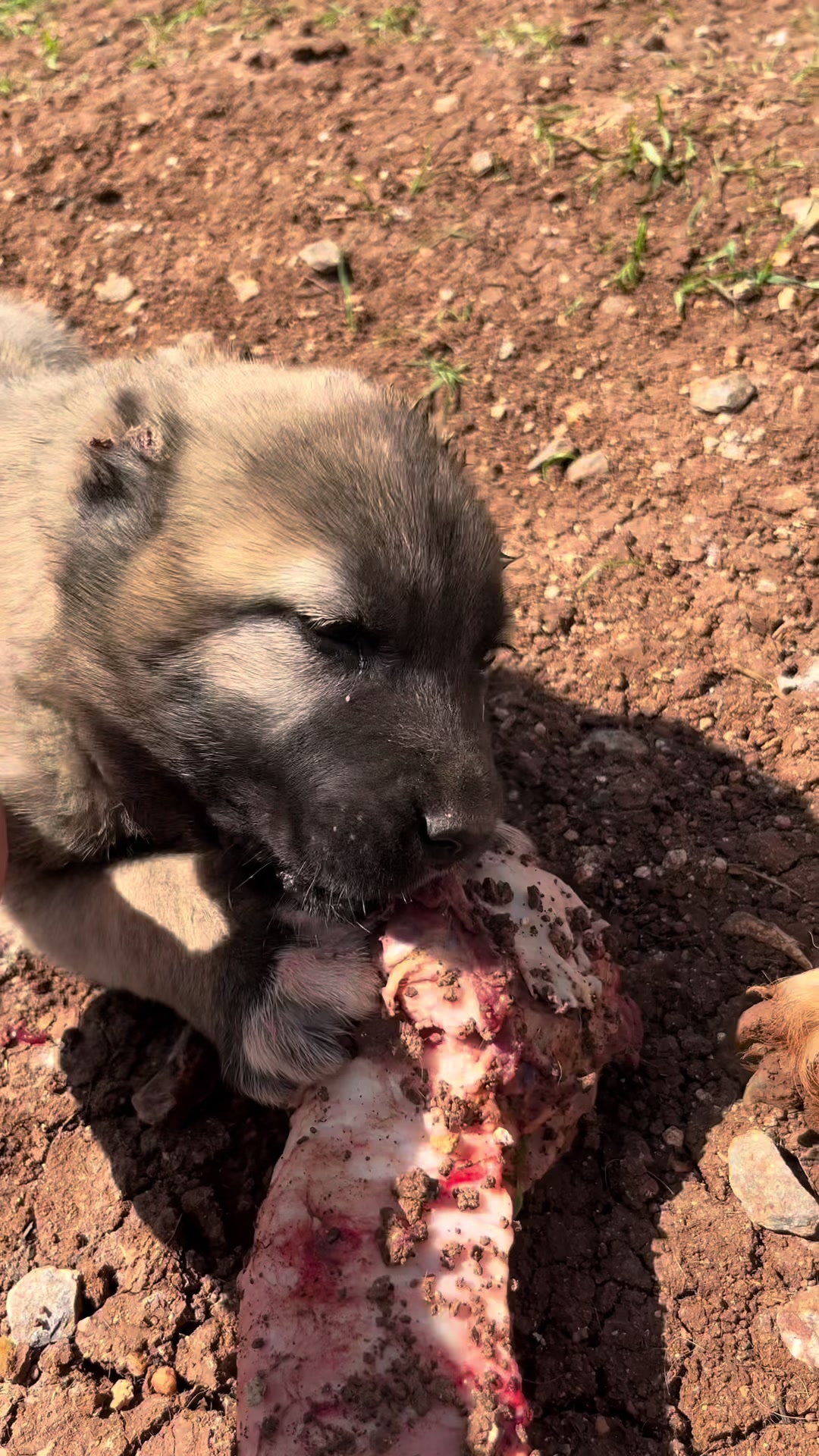 @🇹🇷Sivas Kangal Köpeği 🇹🇷