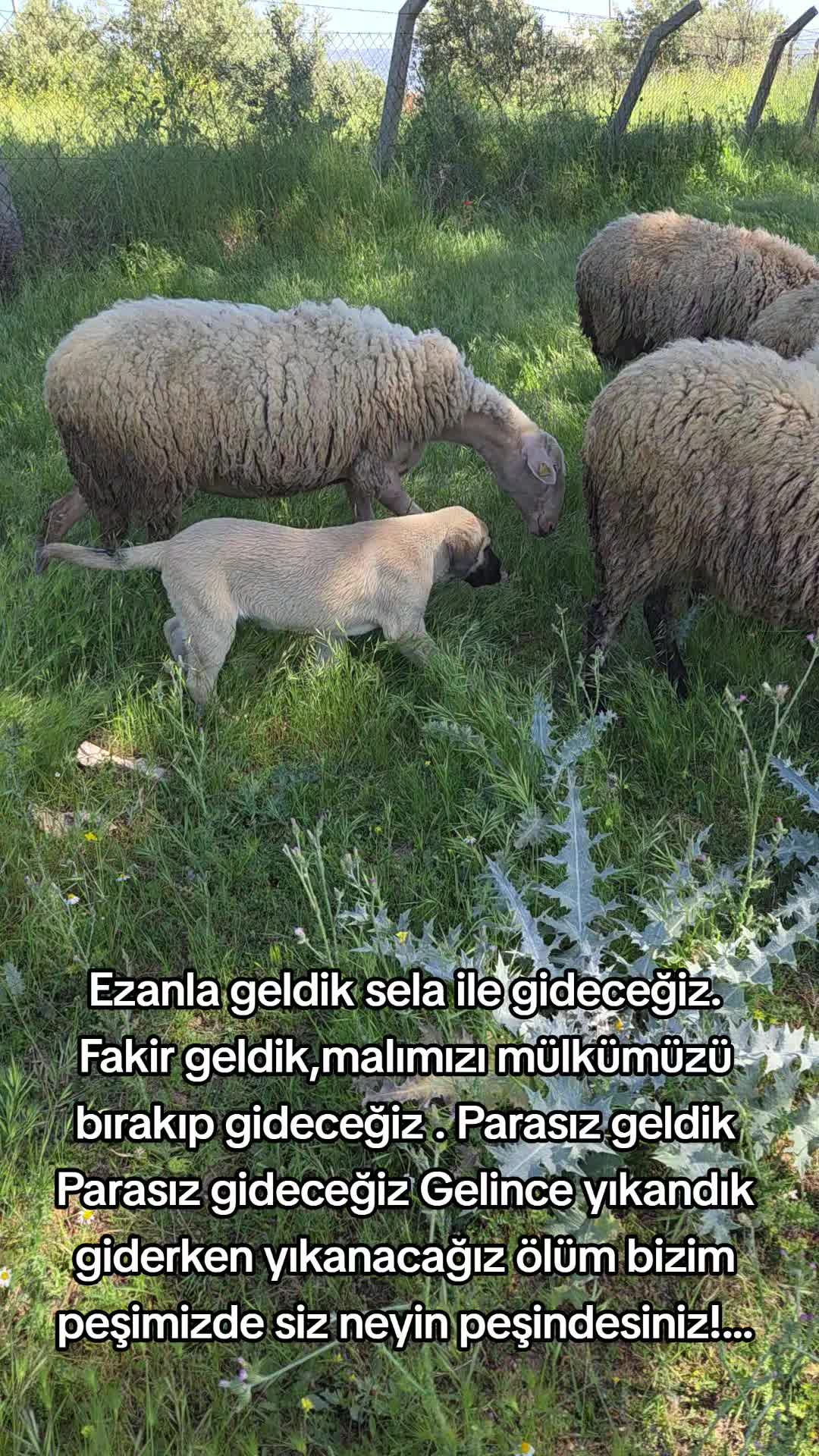 @TURGUT Ekiz 0920
