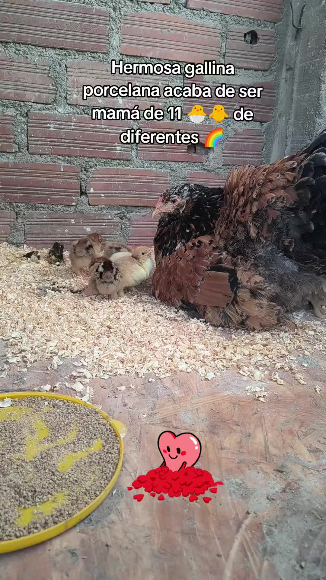 @CRIADERO "DELFIN"
