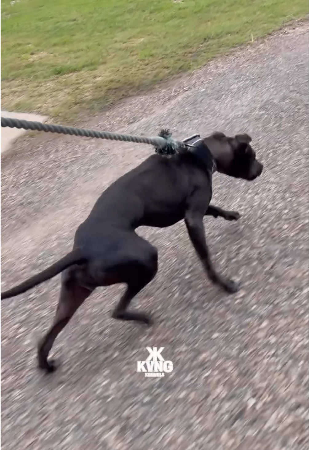 @KVNG KENNELS