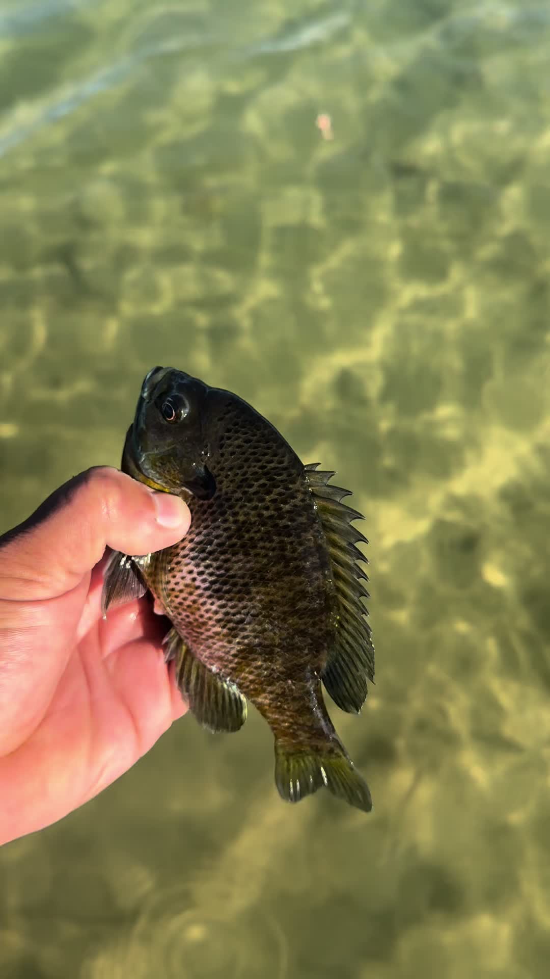 @Oilfield Angler Fishing