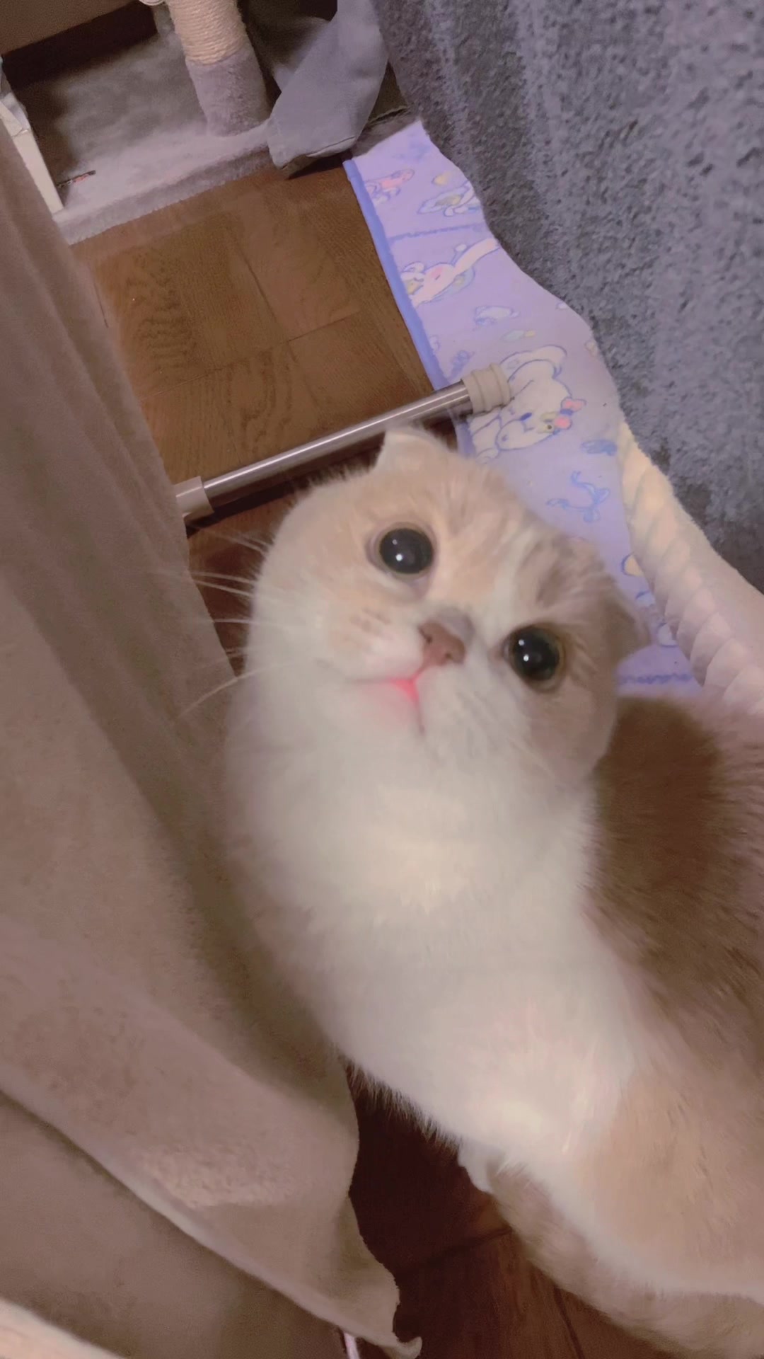 @らるたんと飼い主さん🌈🐾໊