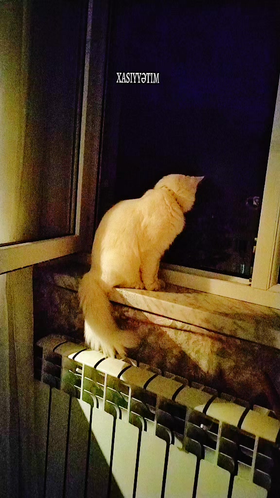 @Kedi_BULUT