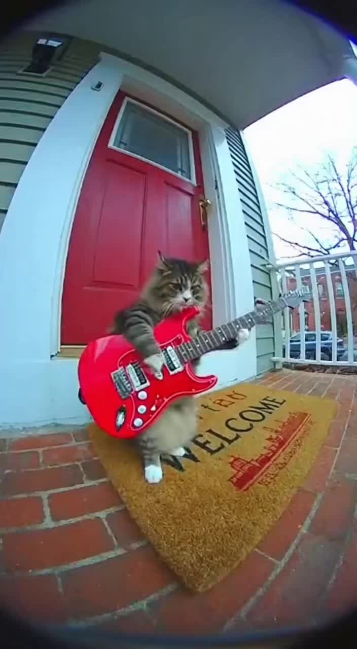 @petsmadnesstv