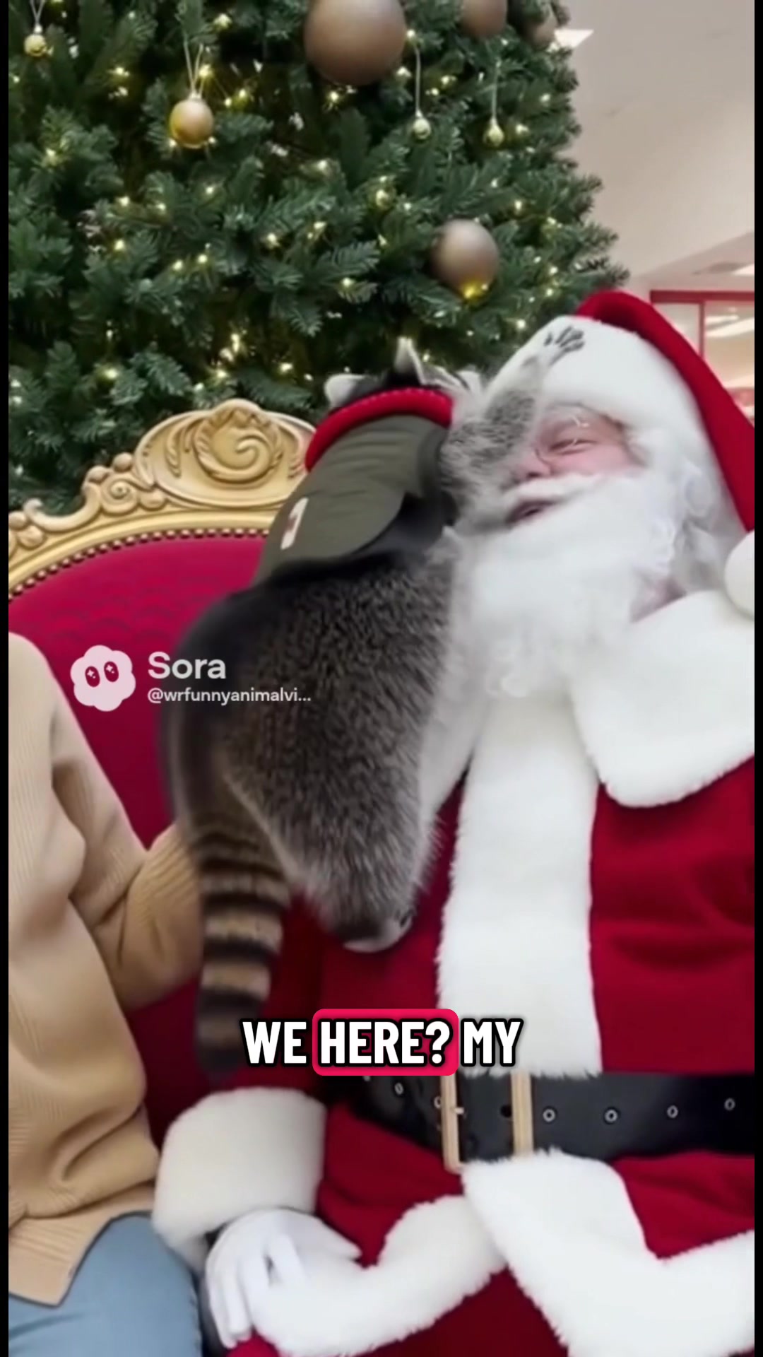 @WR funny animal videos
