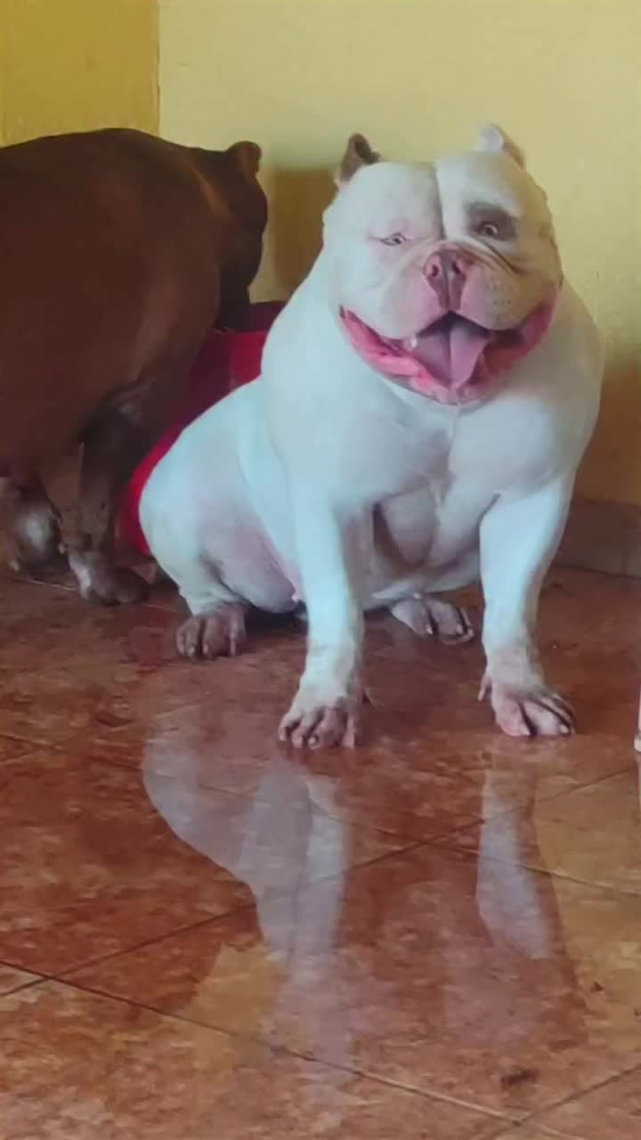 @Brazilian Bull