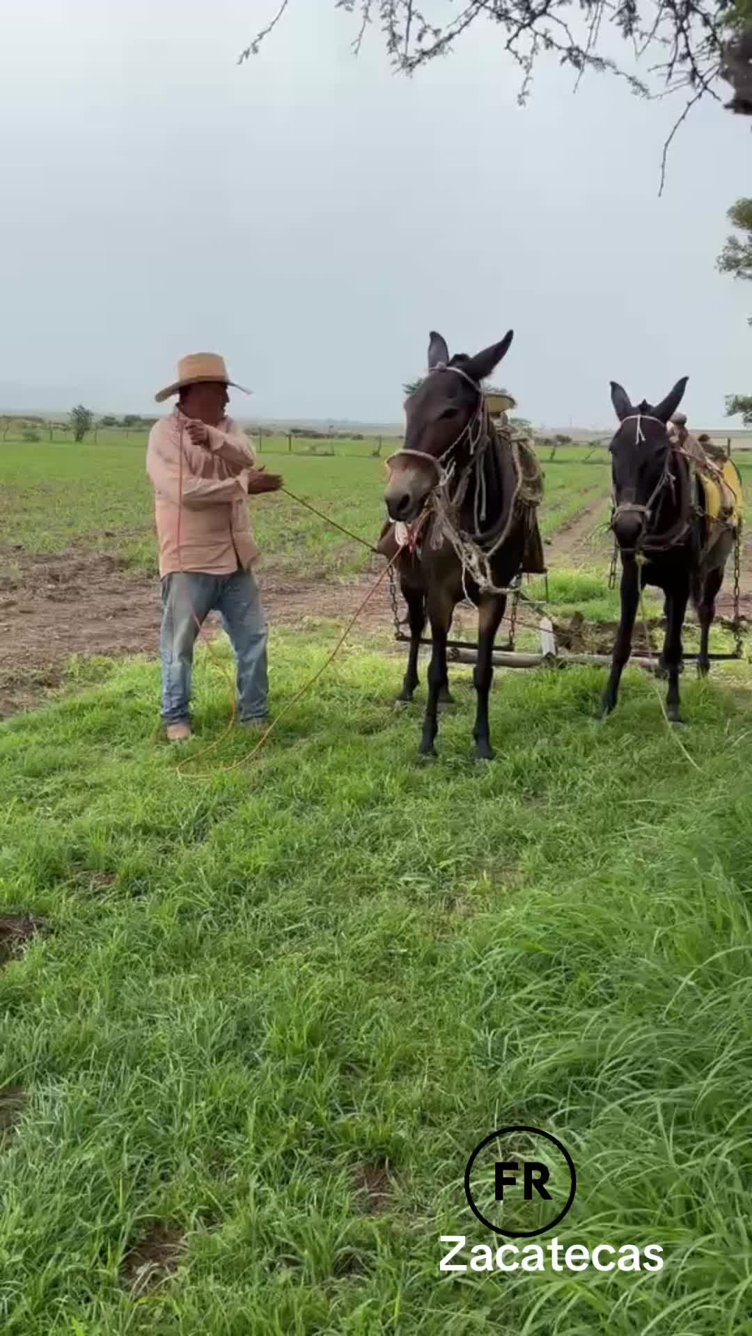 @El zurdo🌵🐴