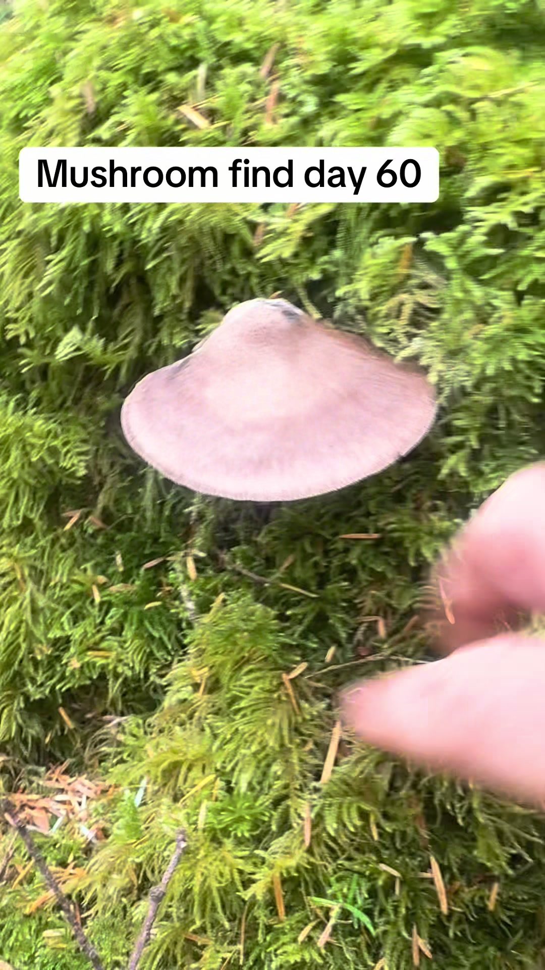 @Fungusamungus