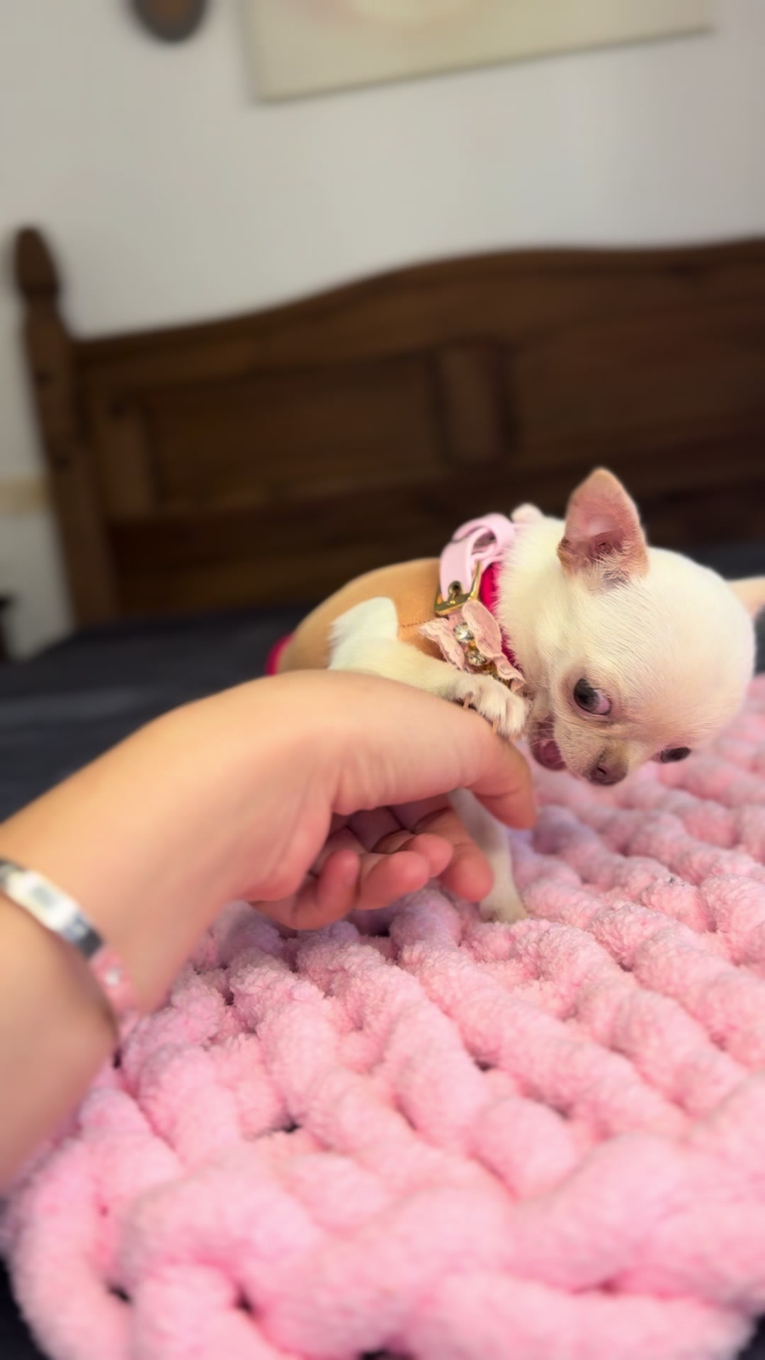 @teacupchihuahua