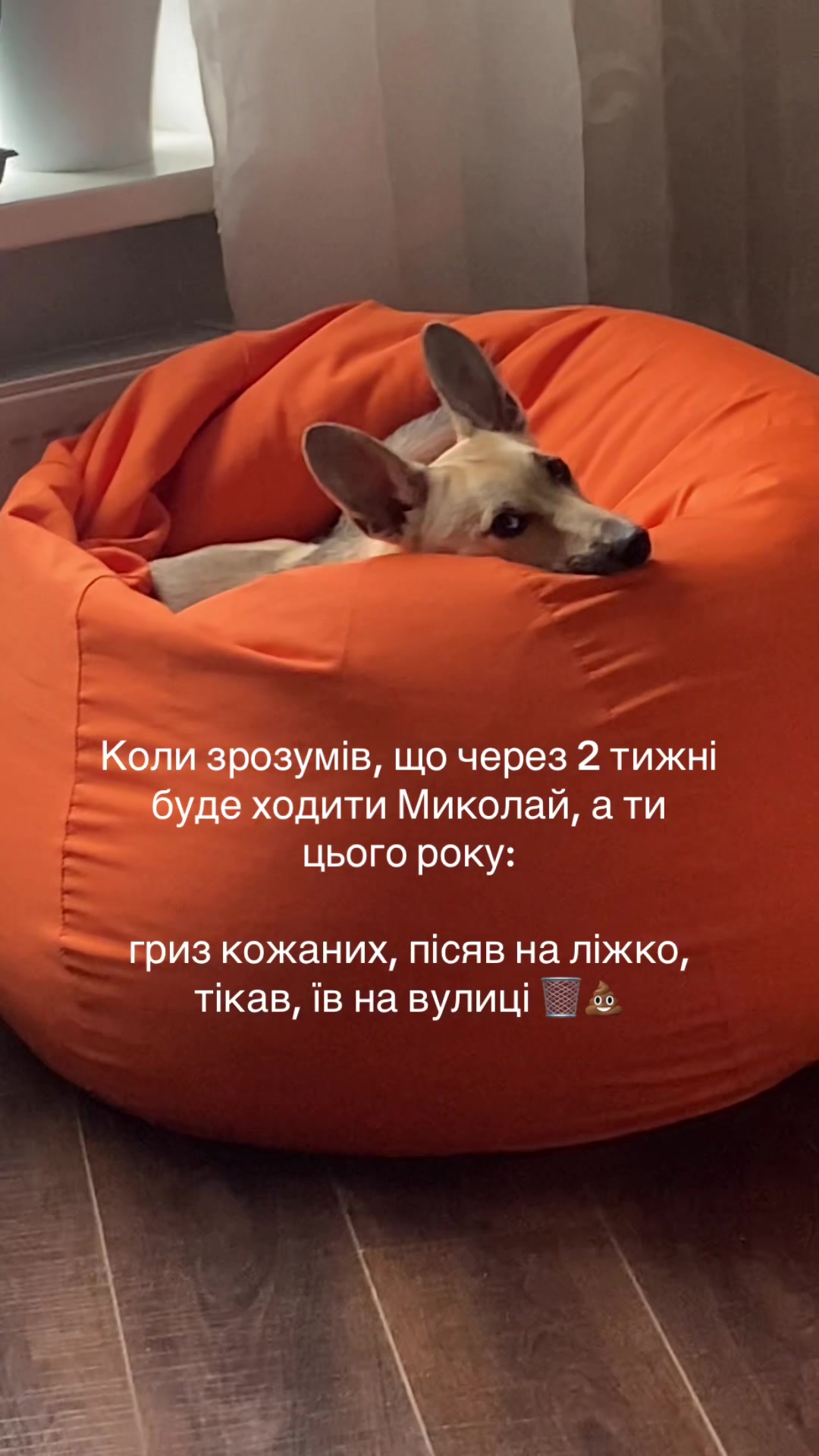 @Чіпік 🐶