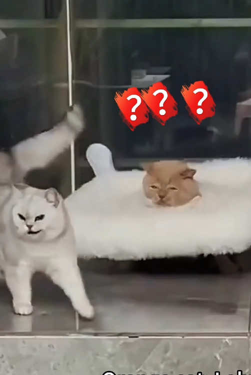 @funnyanimalvideo99