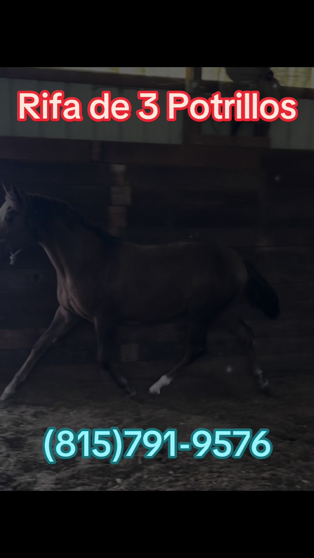 @R.L.P Quarter Horses