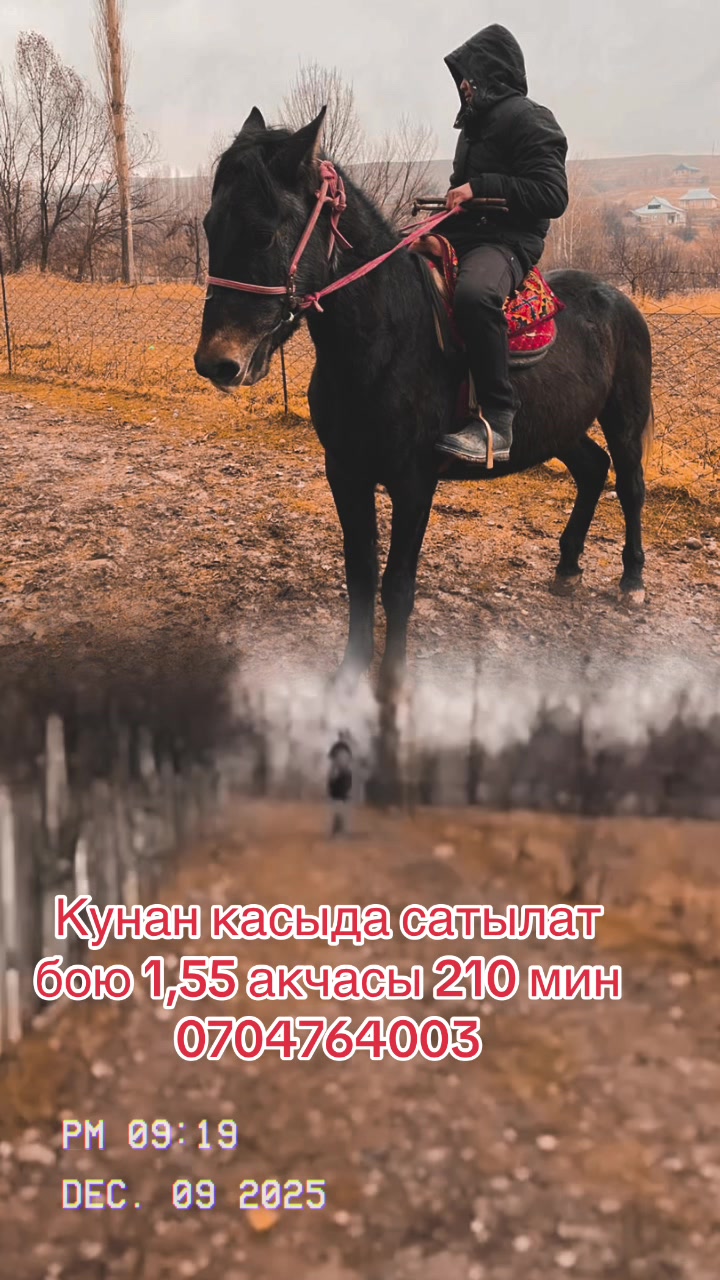 @Oskonbai Tajibaev