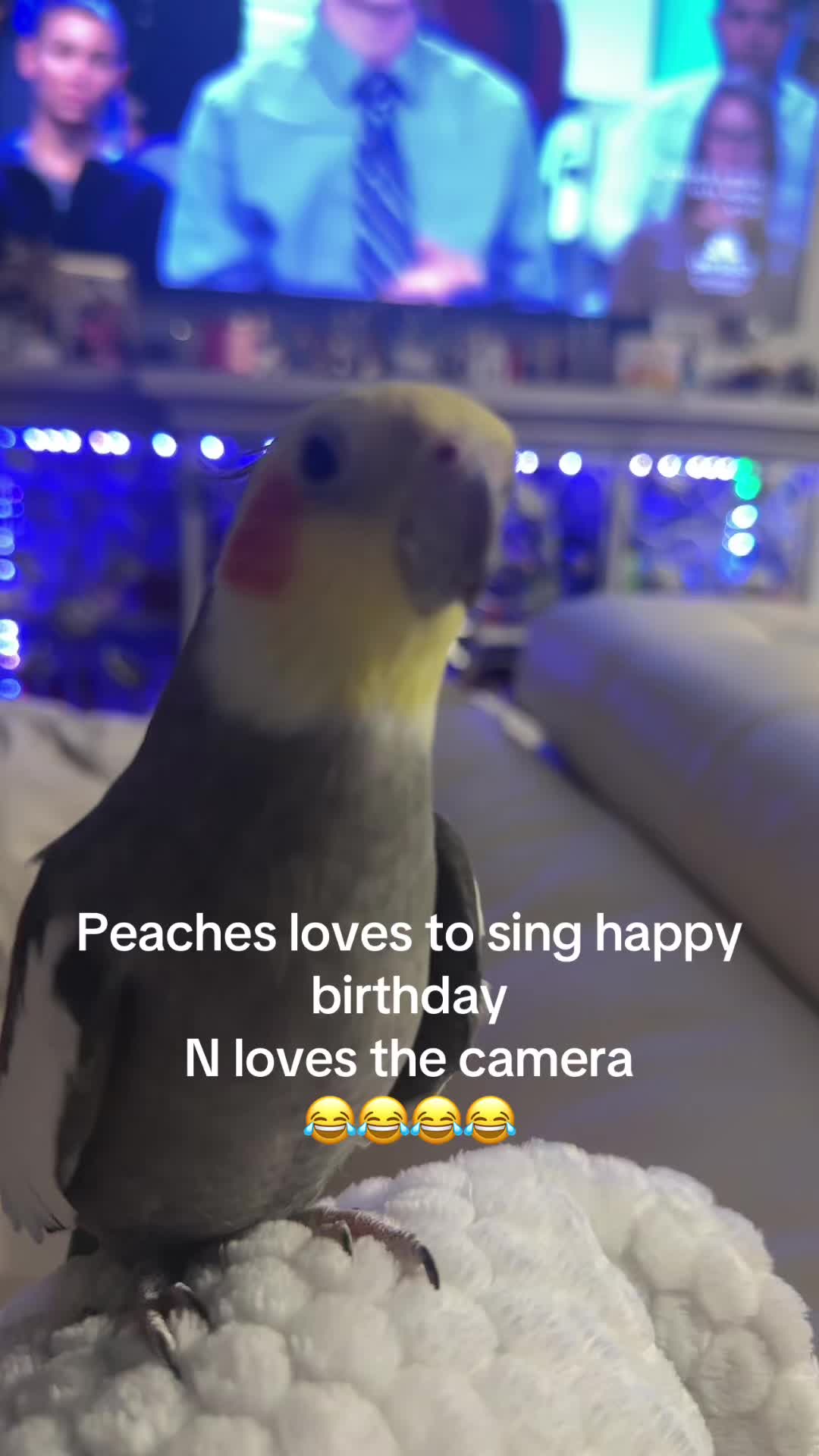 @Lachula44