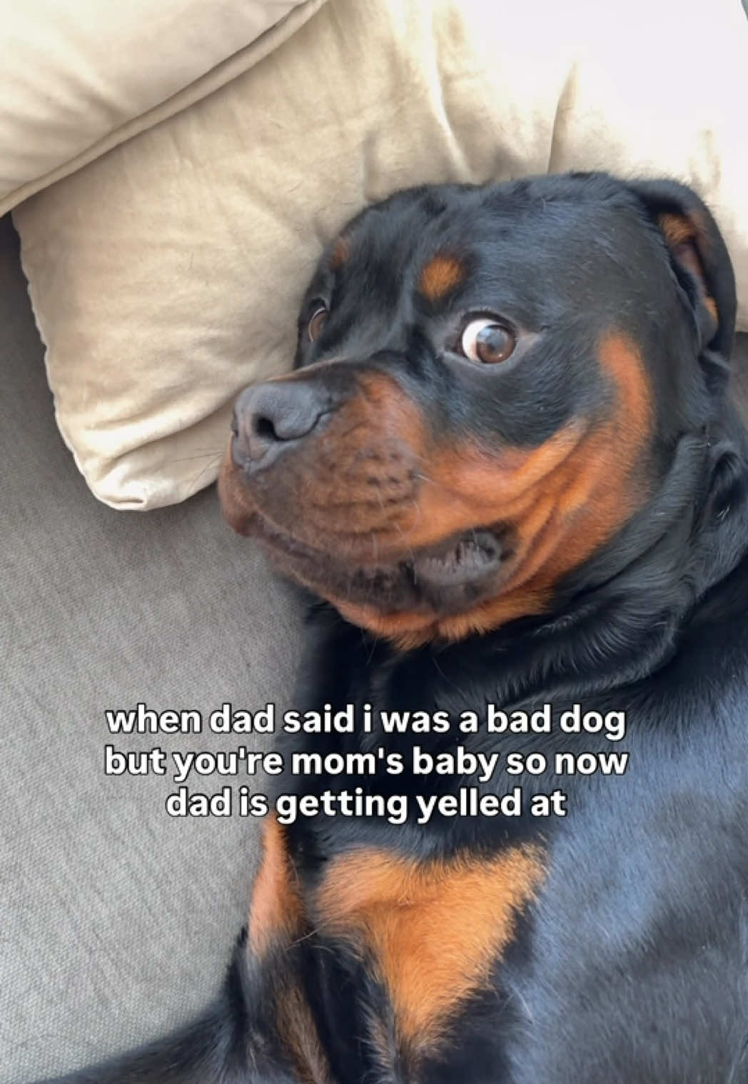 @Rex the Rottweiler