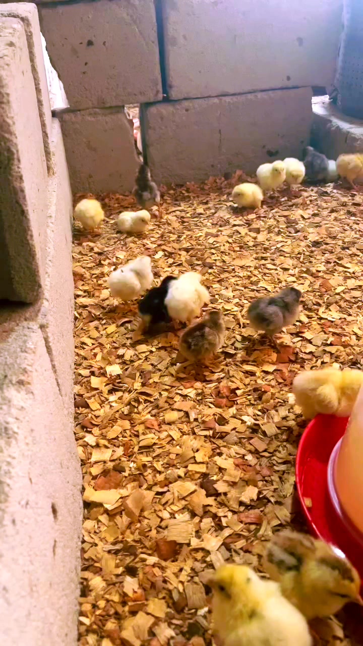 @NDIAYE-BREEDING 🐔