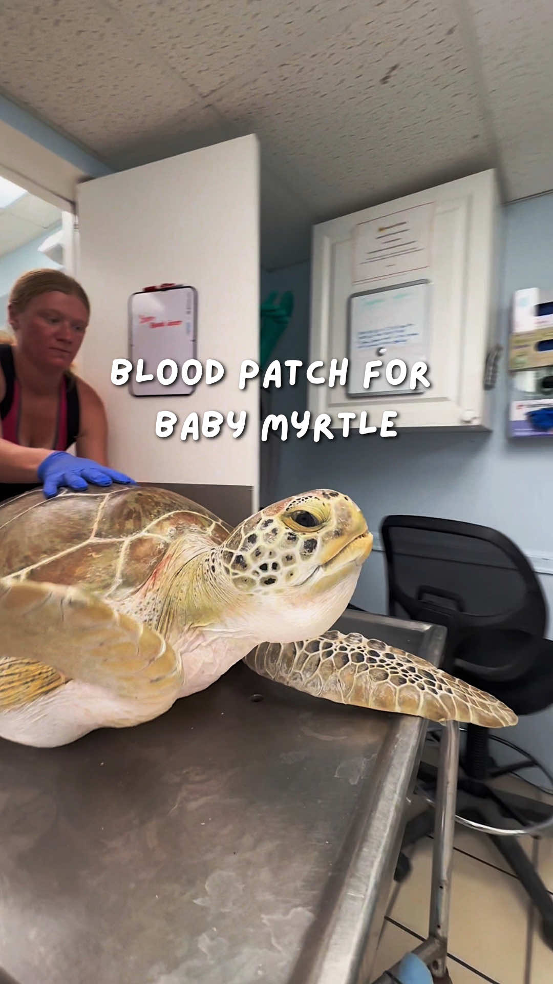 @The Turtle Hospital