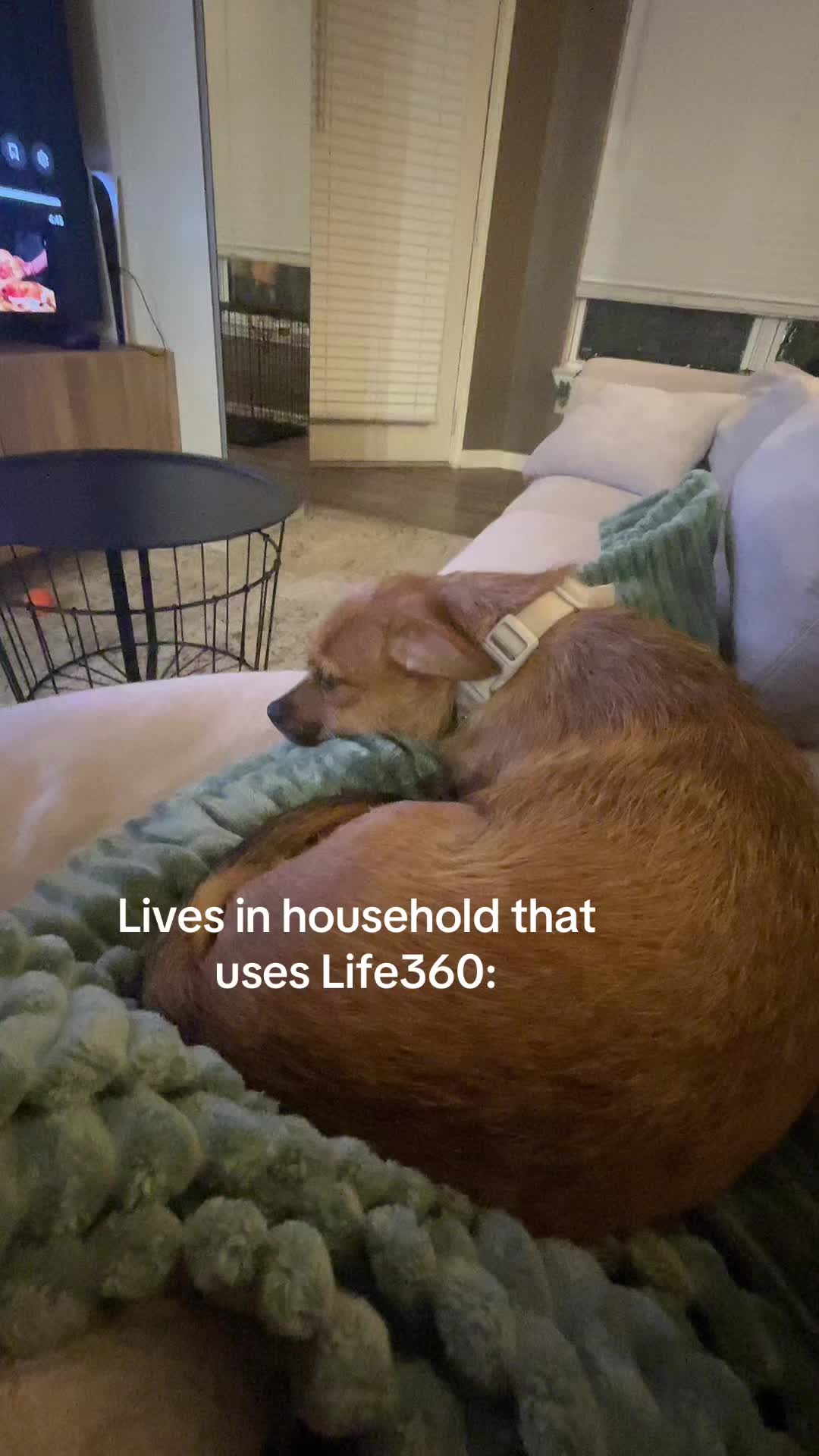 @magoosshitshow