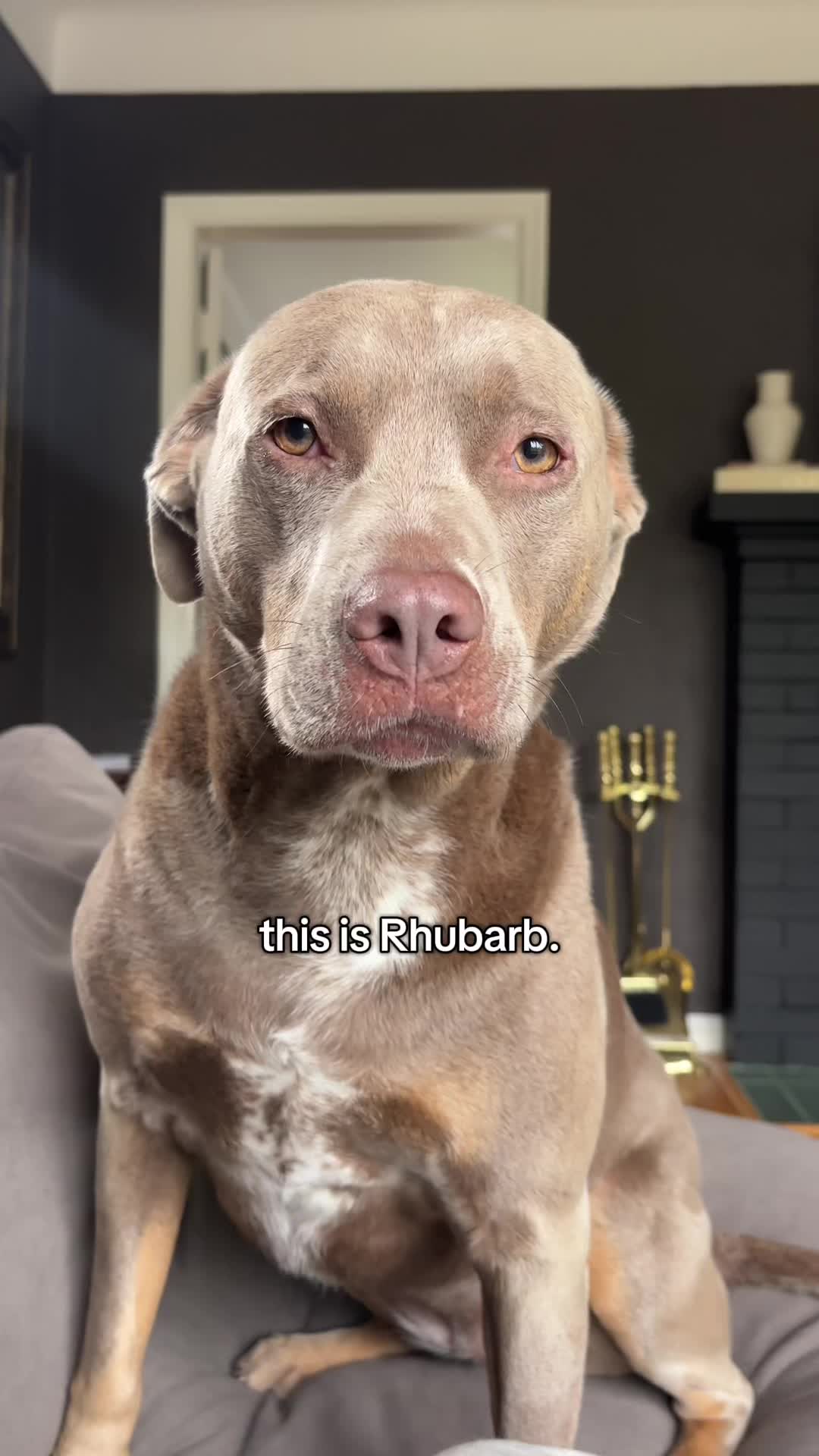@rhubarb the doggo