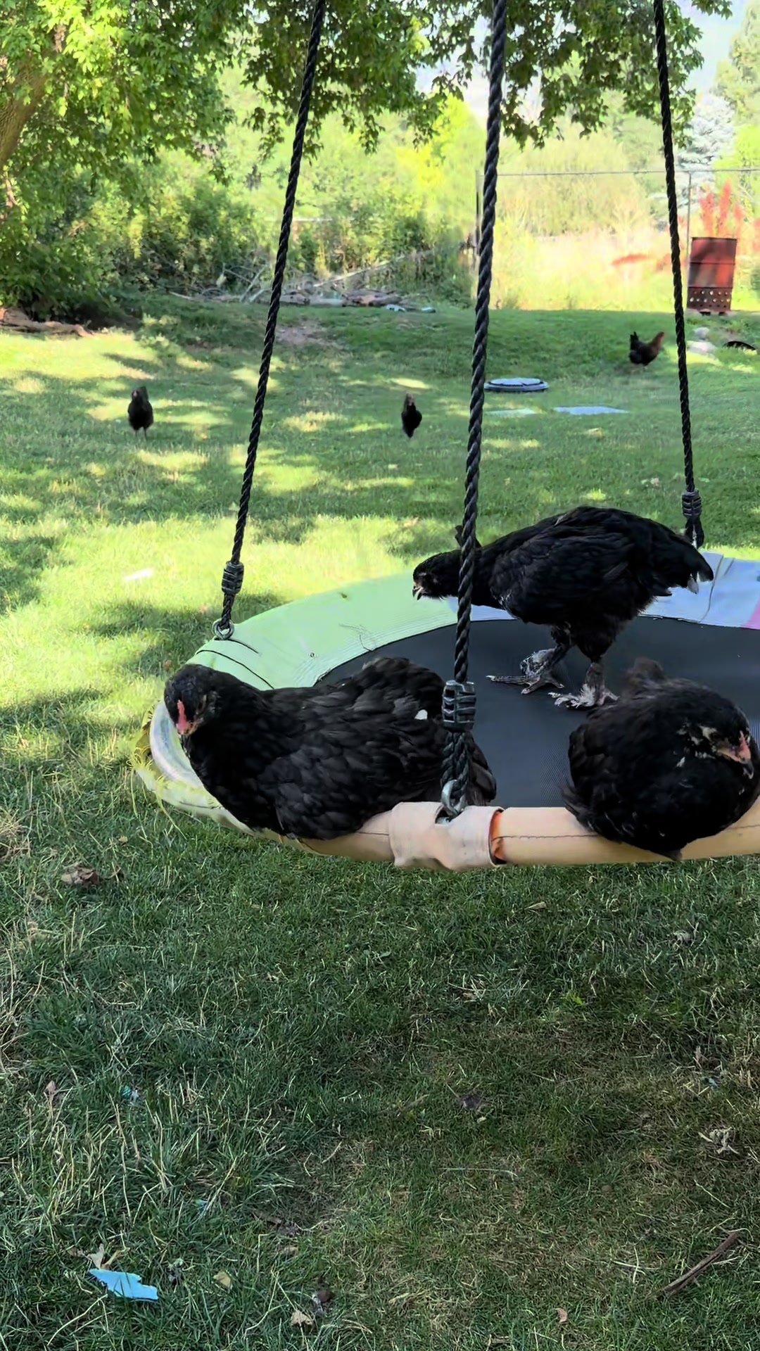 @HenStagram 📸🐔