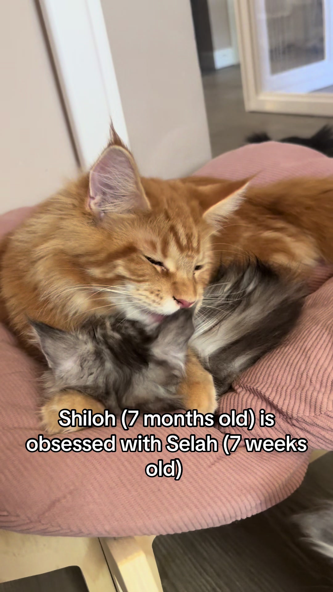 @judahsmanemainecoons