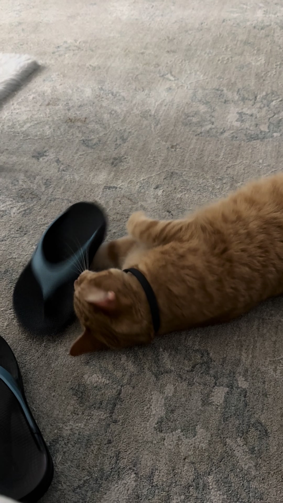 @Stef 🧡 cats! 🐈 🐈⬛🐈🐈⬛