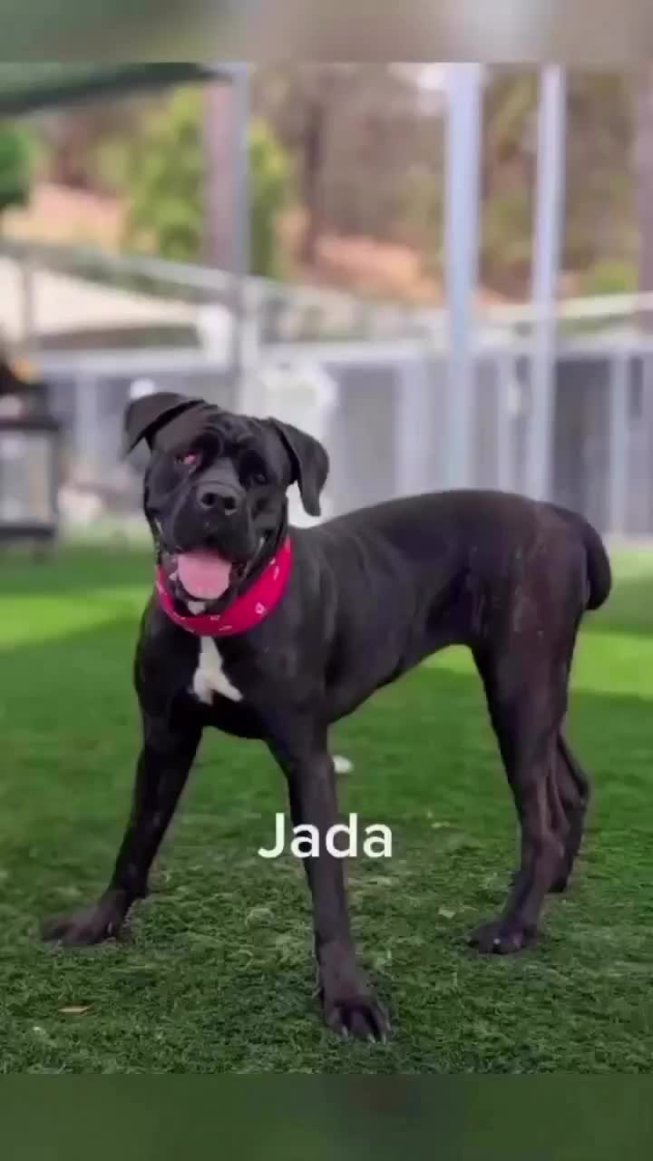 @Cane Corsos