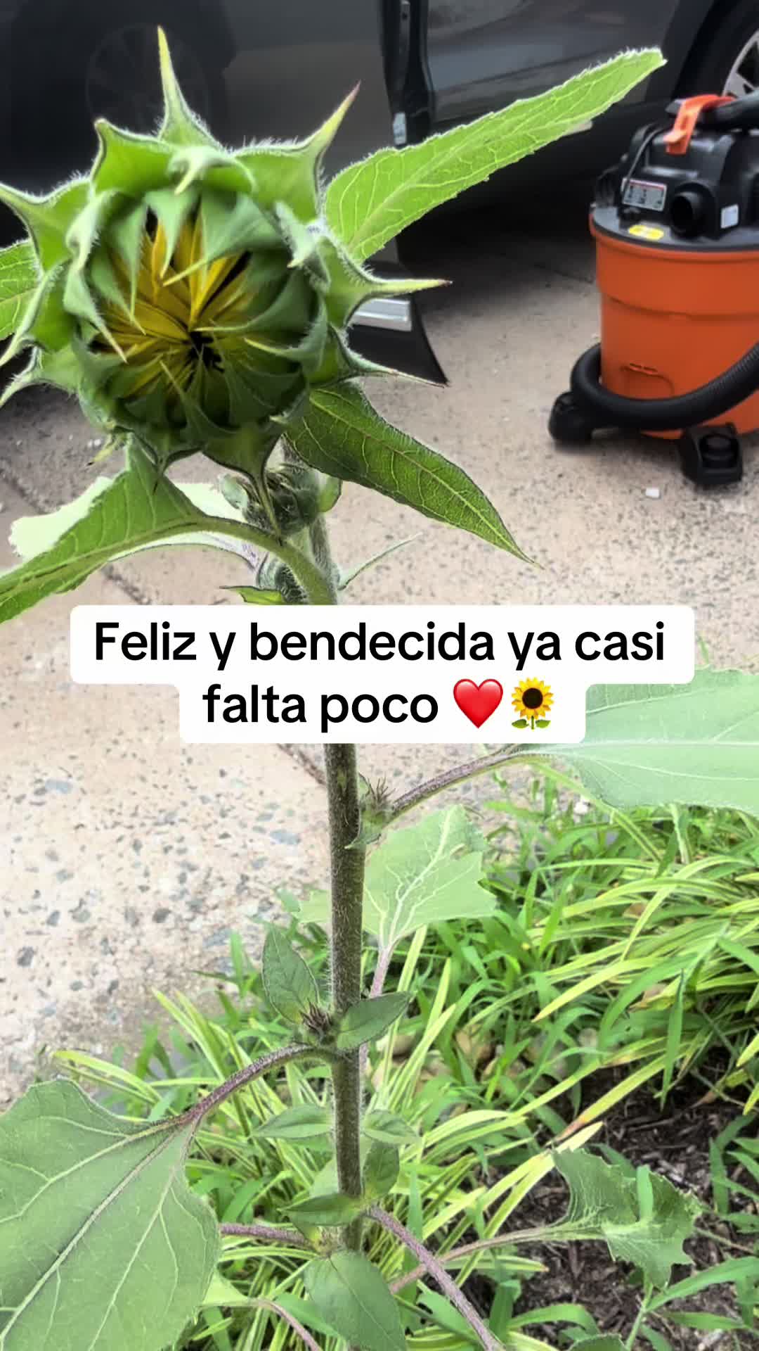 @Lupe ramos
