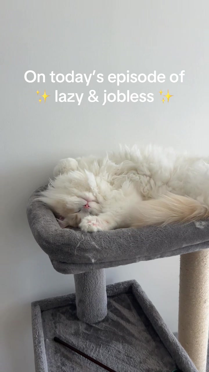 @Brody The Ragdoll Cat