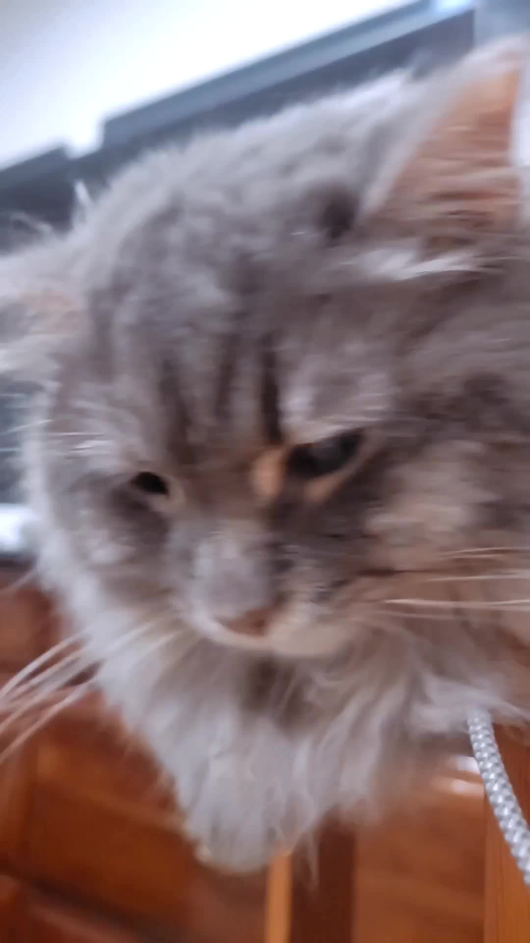@No More Sad Kitties