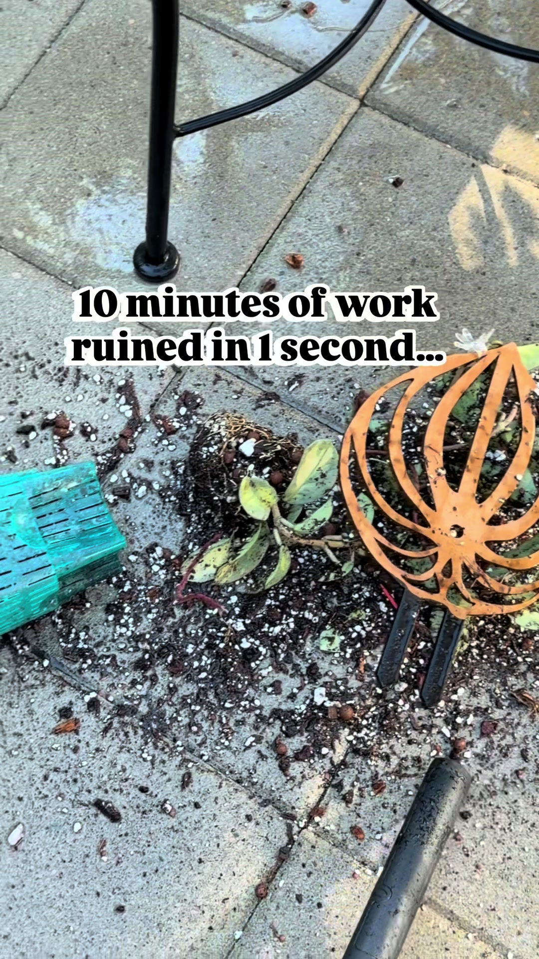 @Pothosiblyaboutplants