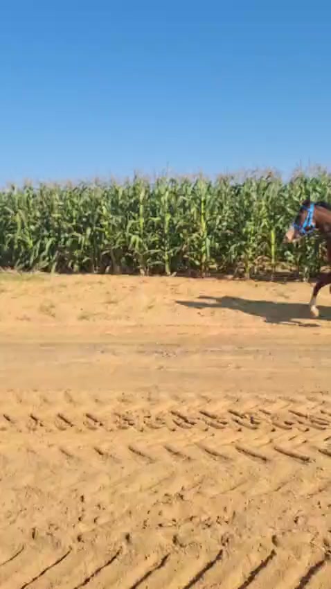 @uitzicht_arabian_stud