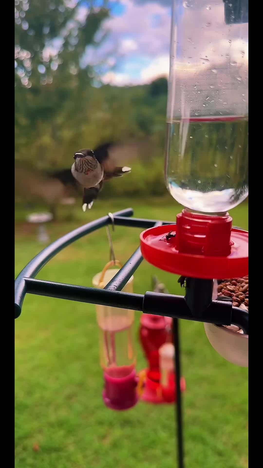 @🌿Jennierosebud🧬🌎🌹💜🐦⬛