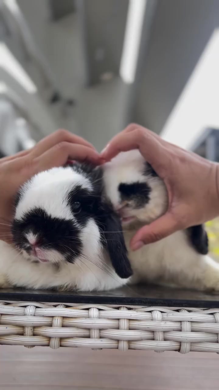 @Boss Happy & Sir Pluto🐰