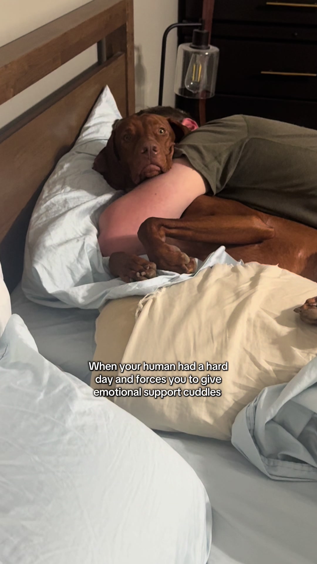@Tycho the vizsla