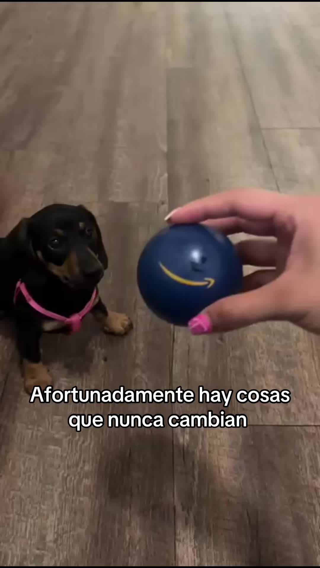 @Silvana Adarmes